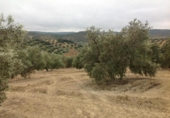 Terreny no urbanitzable en venda a la España, Lucena, ref.: TR241743 foto