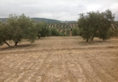 Terreny no urbanitzable en venda a la España, Lucena, ref.: TR241743 foto