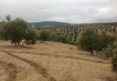 Terreny no urbanitzable en venda a la España, Lucena, ref.: TR241743 foto