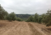 Terreny no urbanitzable en venda a la España, Lucena, ref.: TR241743 foto