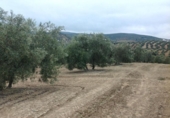 Terreny no urbanitzable en venda a la España, Lucena, ref.: TR241743 foto