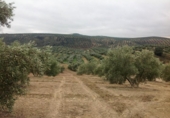 Terreny no urbanitzable en venda a la España, Lucena, ref.: TR241743 foto
