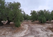 Terreny no urbanitzable en venda a la España, Lucena, ref.: TR241744 foto