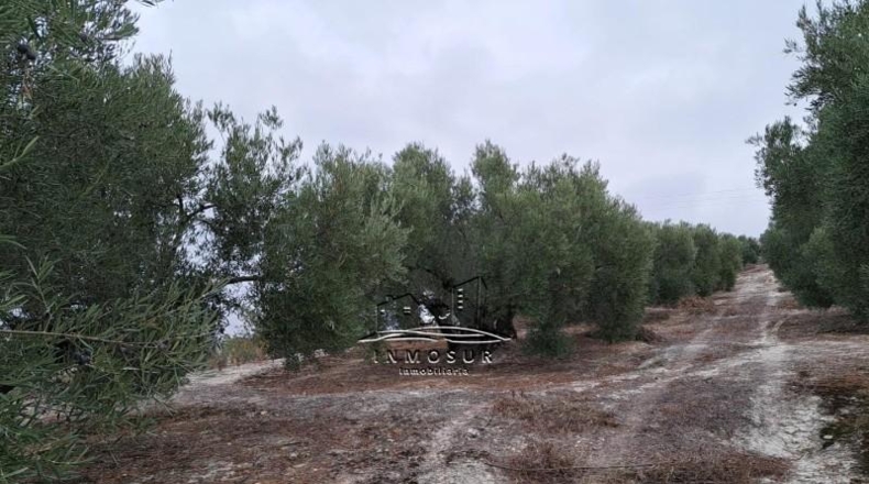 Córdoba - Lucena - 5740m2