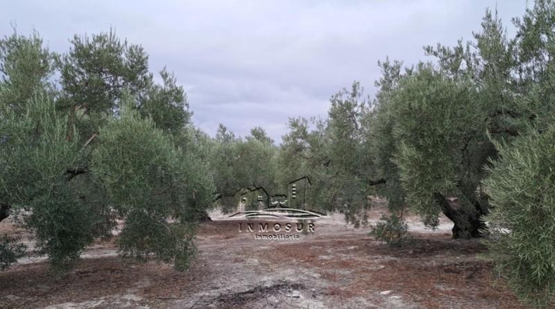 Córdoba - Lucena - 5740m2