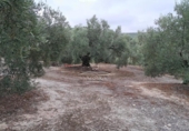 Terreny no urbanitzable en venda a la España, Lucena, ref.: TR241744 foto