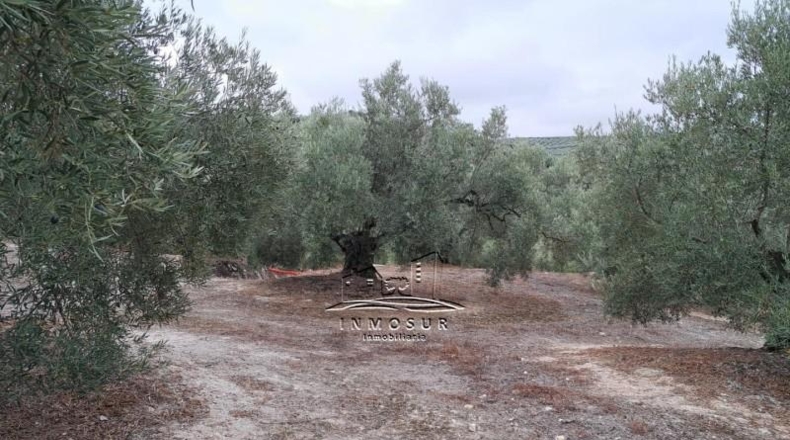 Córdoba - Lucena - 5740m2