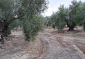 Terreny no urbanitzable en venda a la España, Lucena, ref.: TR241744 foto