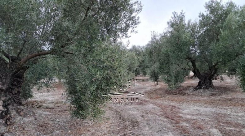 Córdoba - Lucena - 5740m2
