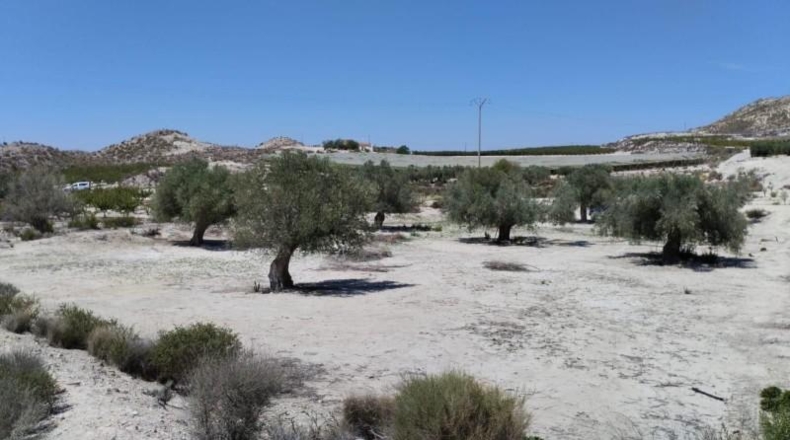 Murcia - Molina de Segura - 13416m2