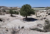 Terreno no urbanizable en venta en la España, Molina de Segura, ref: TR248178 foto