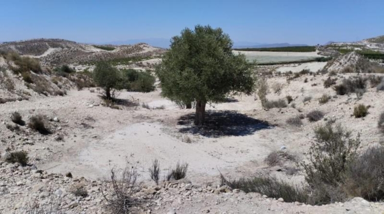 Murcia - Molina de Segura - 13416m2