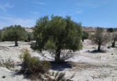 Terreno no urbanizable en venta en la España, Molina de Segura, ref: TR248178 foto
