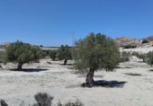 Terreno no urbanizable en venta en la España, Molina de Segura, ref: TR248178 foto