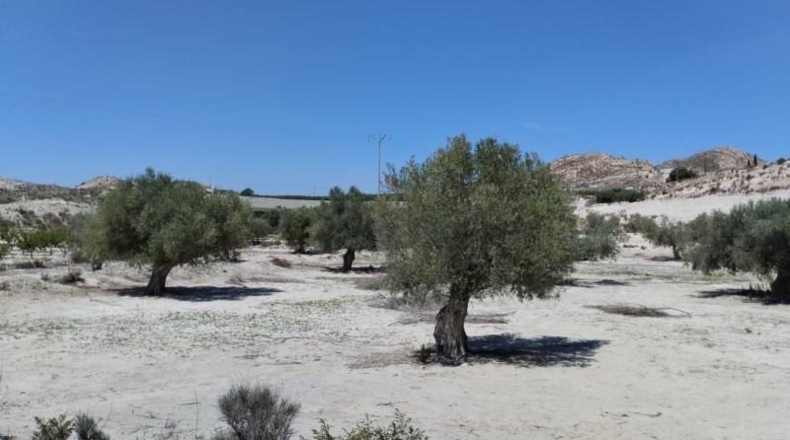 Murcia - Molina de Segura - 13416m2
