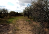 Non-developable land for sale on España, Arahal, ref: TR276734 photo
