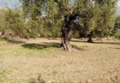 Non-developable land for sale on España, Arahal, ref: TR276734 photo