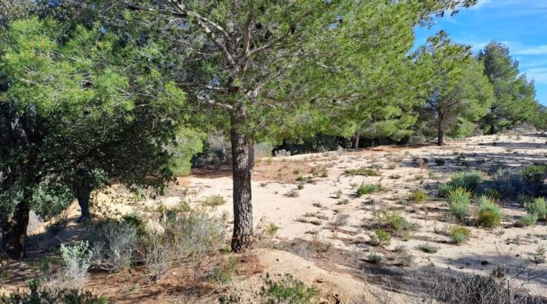 Tarragona - Maspujols - 10908m2