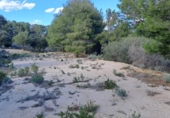 Terreno no urbanizable en venta en la España, Maspujols, ref: TR129824 foto