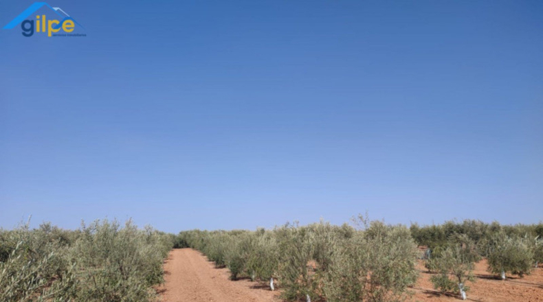 Seville - Arahal - 11180m2