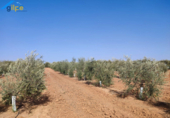 Non-developable land for sale on España, Arahal, ref: TR118540 photo