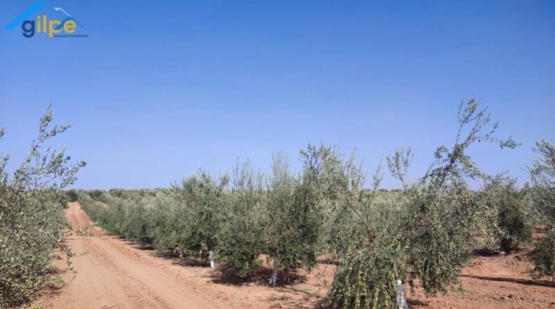Seville - Arahal - 11180m2