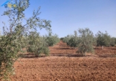 Non-developable land for sale on España, Arahal, ref: TR118540 photo