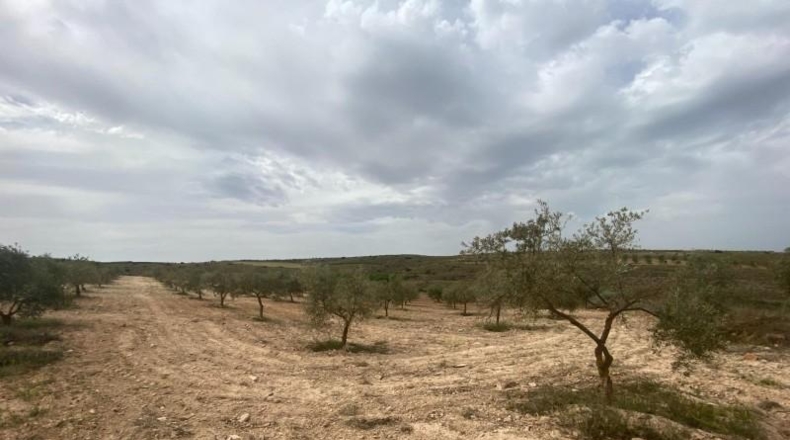 Cordova - Lucena - 8600m2