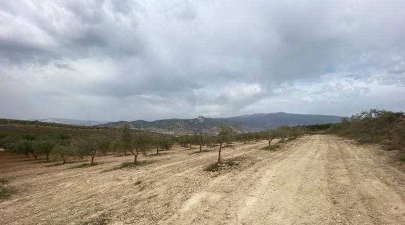 Cordova - Lucena - 8600m2