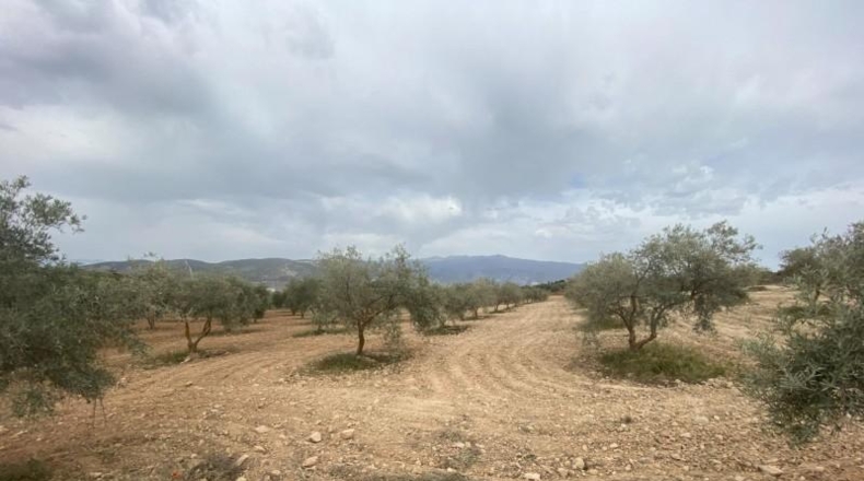 Cordova - Lucena - 8600m2