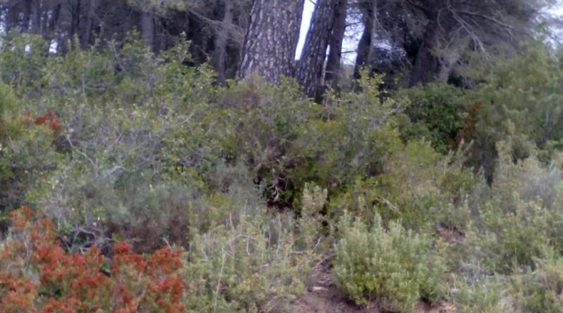 Tarragona - Querol - 1000m2