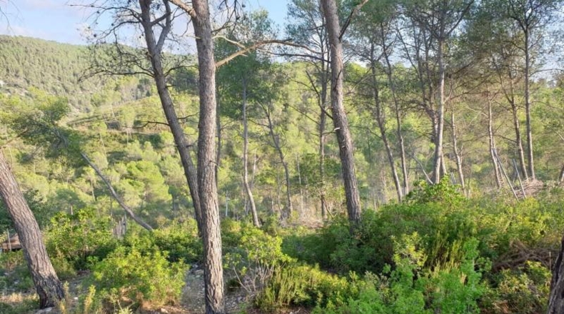 Barcelona - Olivella - 514m2