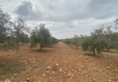 Terreno no urbanizable en venta en la España, Padul, ref: TR302865 foto