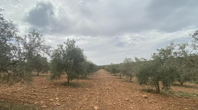 Granada - Padul - 8600m2
