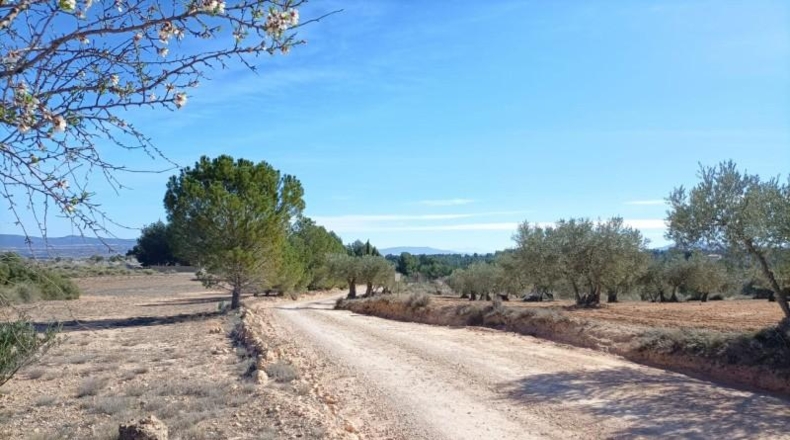 Albacete - Almansa - 15604m2
