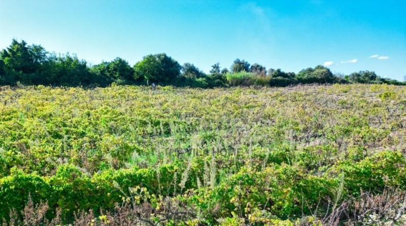 Tarragona - l'Arboç - 10396m2