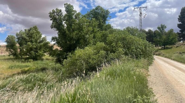 Albacete - Fuentealbilla - 24887m2