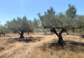 Terreny no urbanitzable en venda a la España, el Perelló, ref.: TR308997 foto
