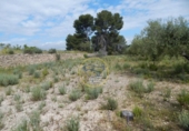 Non-developable land for sale on España, Bèlgida, ref: TR243834 photo