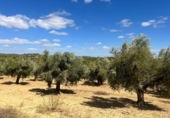 Terreno no urbanizable en venta en la España, Cretas, ref: TR347285 foto