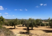 Terreno no urbanizable en venta en la España, Cretas, ref: TR347285 foto