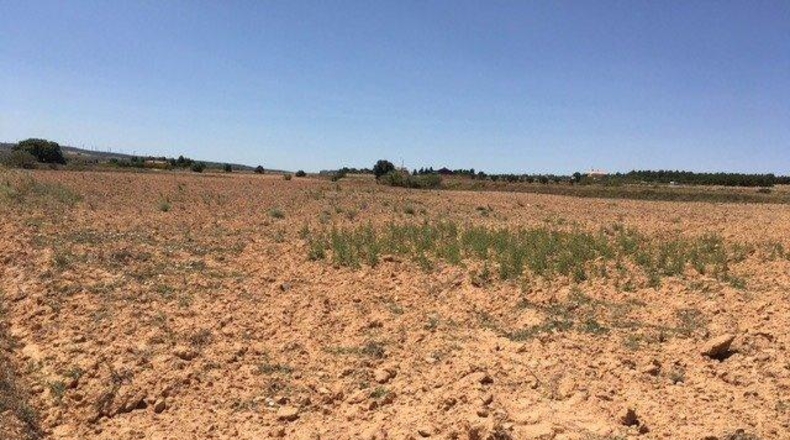 Albacete - Almansa - 16273m2