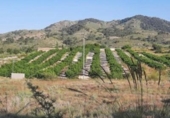 Terreno no urbanizable en venta en la España, Monóvar, ref: TR122149 foto