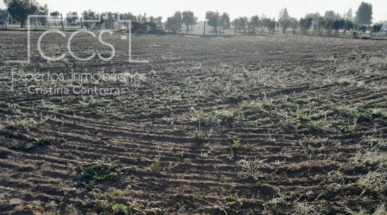 Huelva - Almonte - 25000m2
