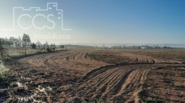 Huelva - Almonte - 25000m2