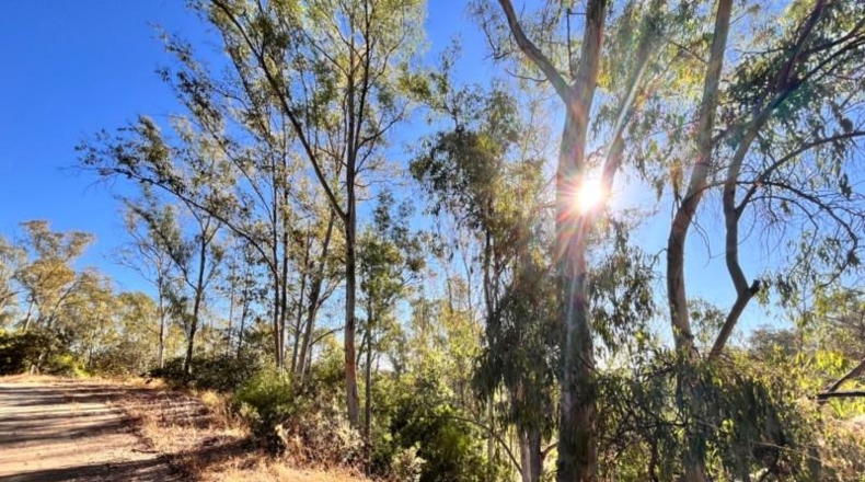 Sevilla - Guillena - 4000m2