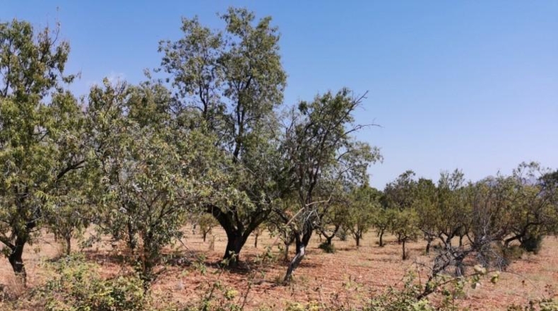 Alicante - Orba - 3500m2