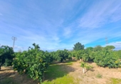 Terreno no urbanizable en venta en la España, Alzira, ref: TR356030 foto
