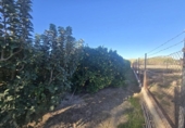 Terreno no urbanizable en venta en la España, Molina de Segura, ref: TR367864 foto