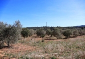 Terreny no urbanitzable en venda a la España, la Vall d'Alba, ref.: TR237231 foto